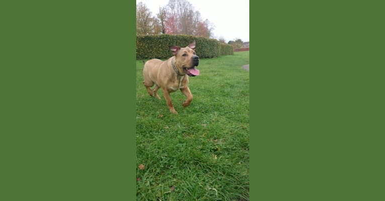 Photo of Niyah, an American Bulldog, American Pit Bull Terrier, and Cane Corso mix in Telford, UK