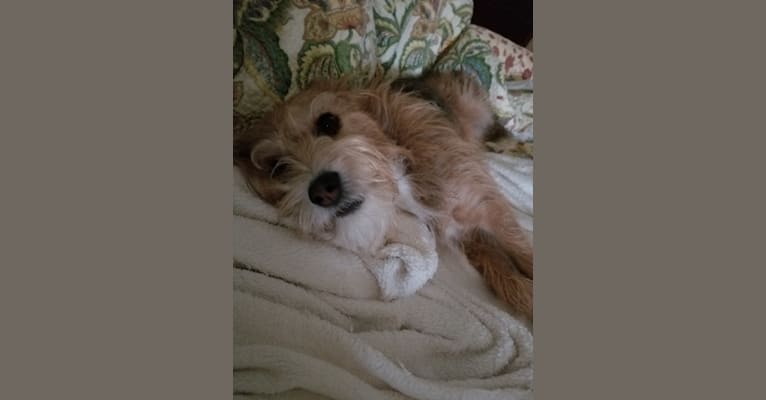 Photo of Gracie, a Beagle and Poodle (Small) mix in New Castle, PA, USA