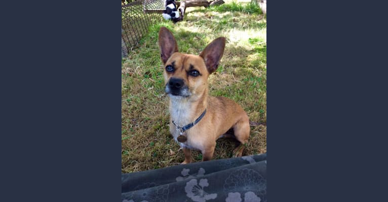 Cadvan, a Chihuahua and Russell-type Terrier mix tested with EmbarkVet.com