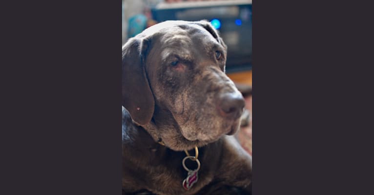 Baylie Rae, a Labrador Retriever tested with EmbarkVet.com