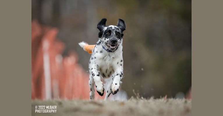 Photo of Freyja a.k.a. "Not Your Usual Suspect", a Dalmatian  in Salem, Missouri, USA