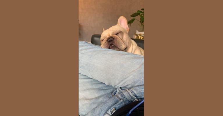 Julio, a French Bulldog tested with EmbarkVet.com