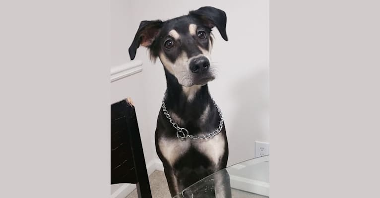 Hani, a Labrador Retriever and American Staffordshire Terrier mix tested with EmbarkVet.com