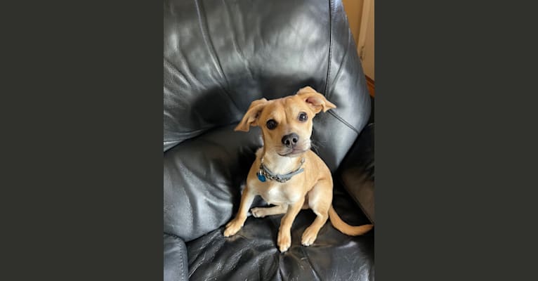 Photo of Gary, a Beagle, Poodle (Small), Pomeranian, Pug, and Mixed mix in West Virginia, USA