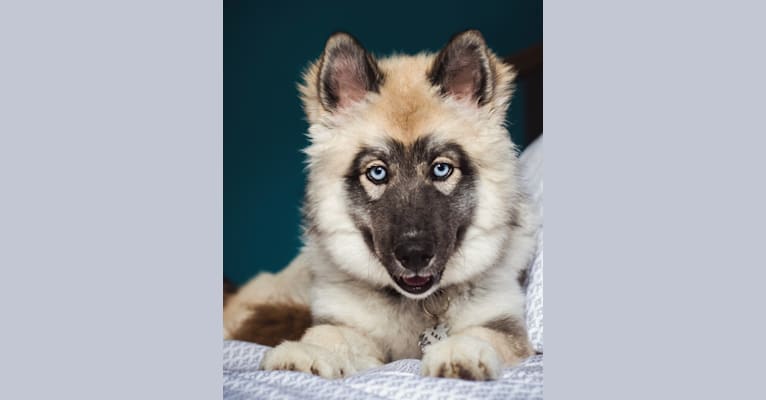 Kaia, a Siberian Husky tested with EmbarkVet.com
