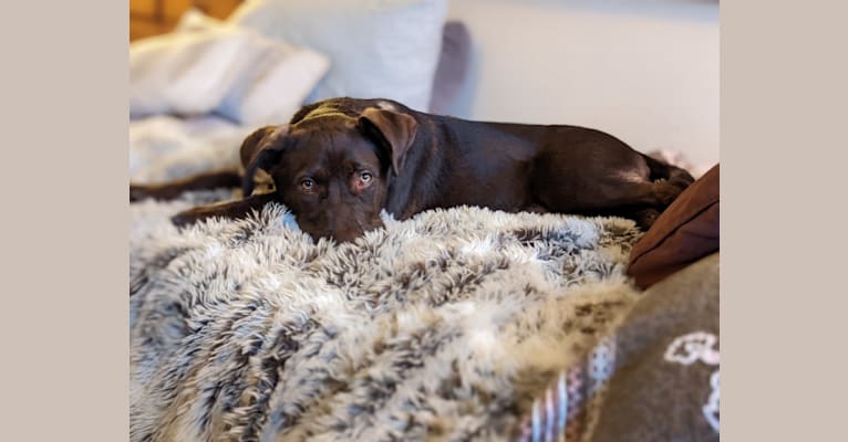 Cedar, a Neapolitan Mastiff and Cane Corso mix tested with EmbarkVet.com