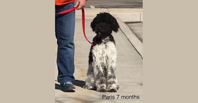 Paris, a Goldendoodle tested with EmbarkVet.com