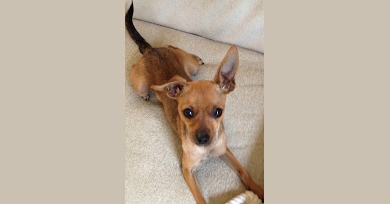Embark Dog Dna Test Breed