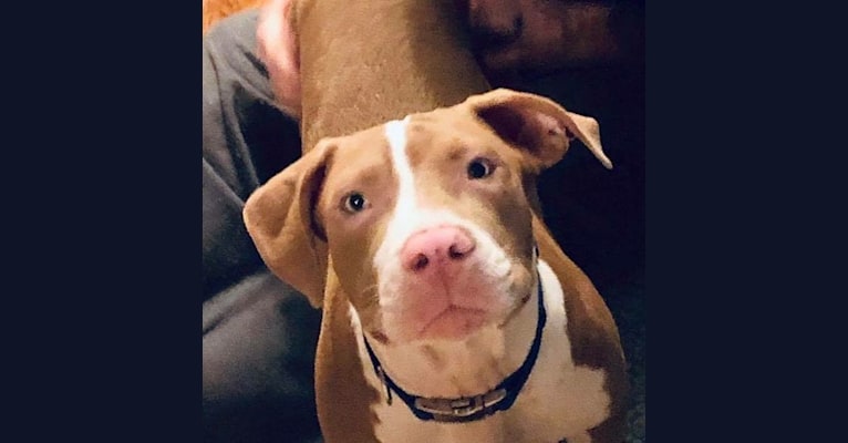 Embark Dog Dna Test Breed