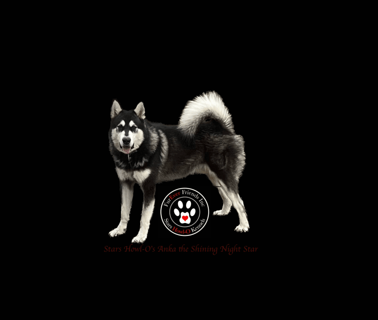 Stars Howl-O's Anka The Shining Night Star, an Alaskan Malamute tested with EmbarkVet.com