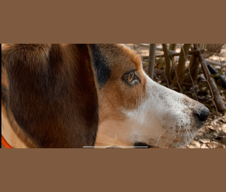 Scout, an American Foxhound and Beagle mix tested with EmbarkVet.com