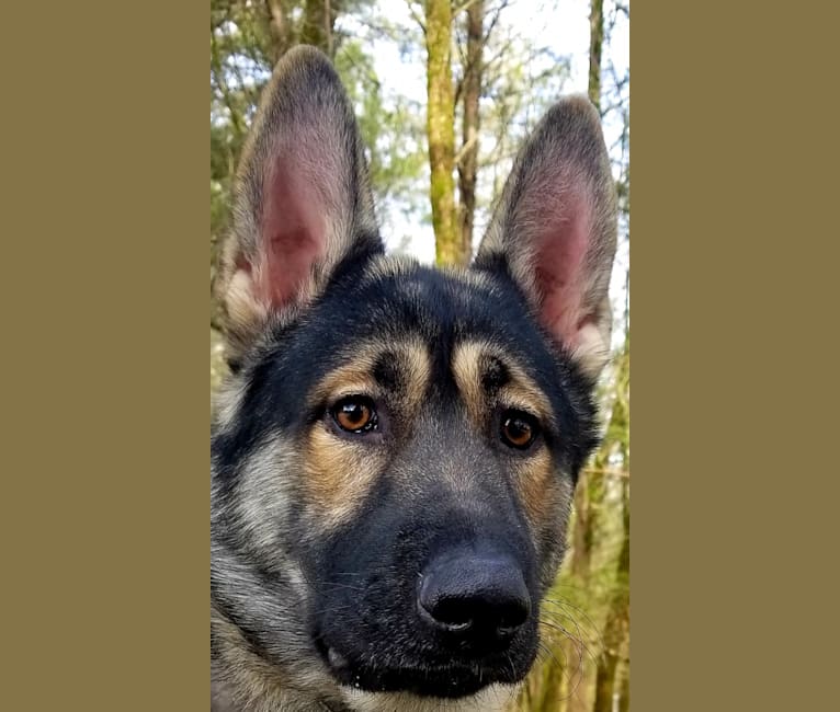 Tundra, a German Shepherd Dog and Great Pyrenees mix tested with EmbarkVet.com