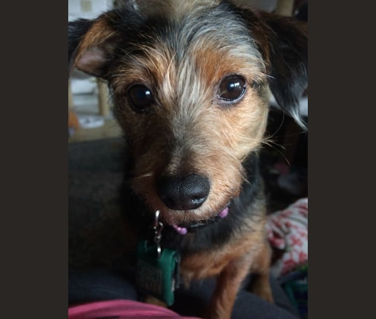 Tilly, a Dachshund and Rat Terrier mix tested with EmbarkVet.com