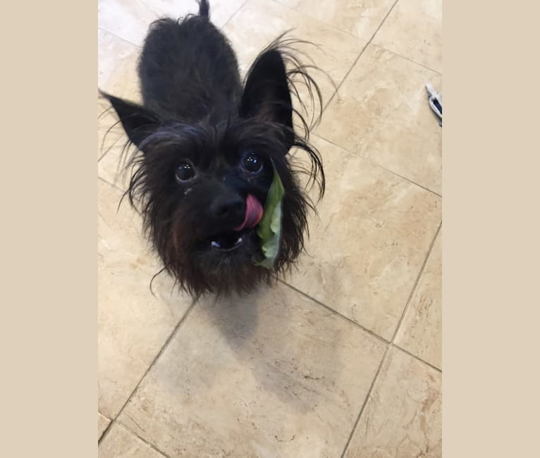 Nala, a Yorkshire Terrier and Dachshund mix tested with EmbarkVet.com