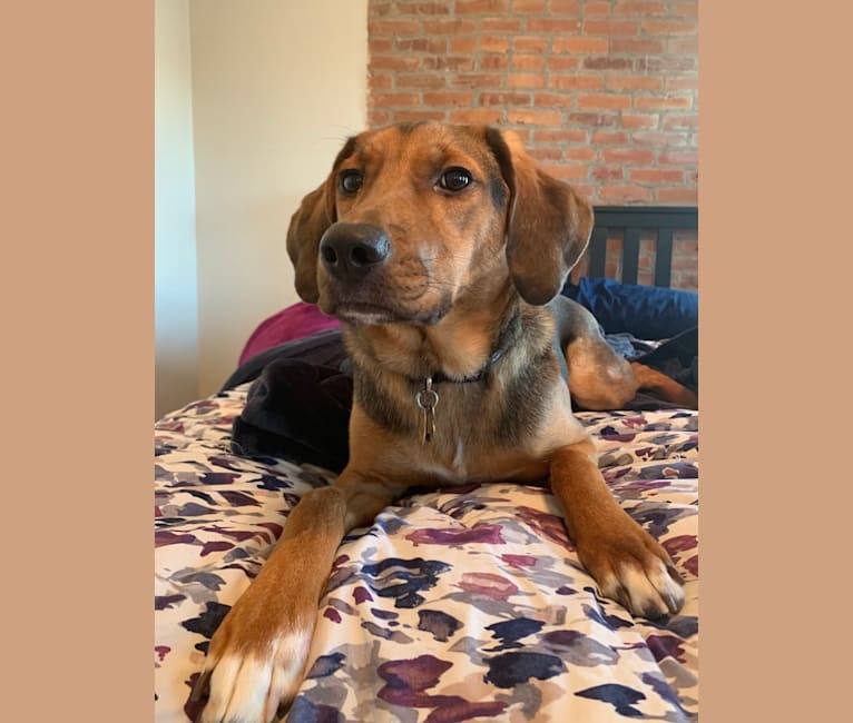 Embark Dog Dna Test Breed