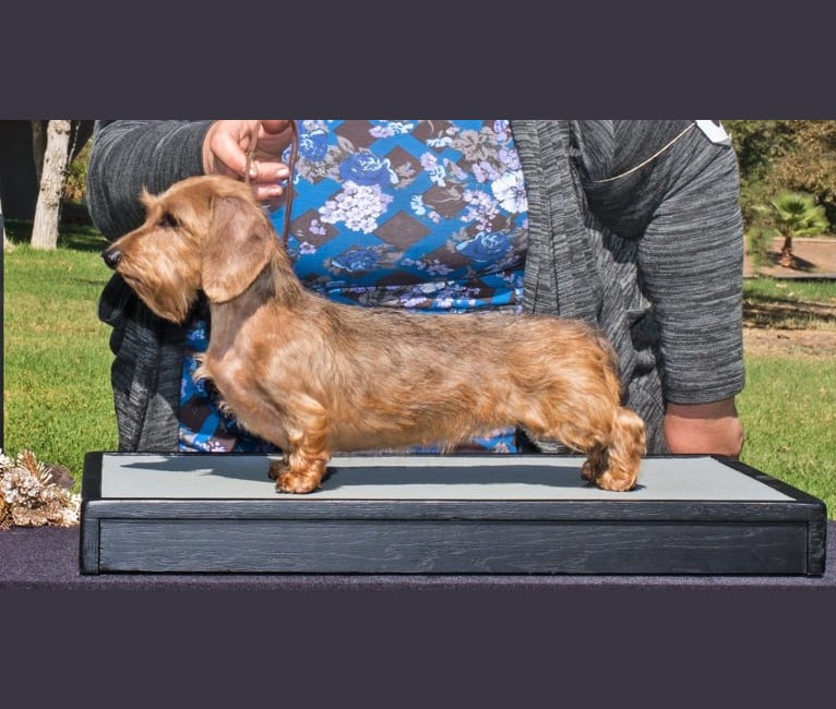 Dachshund shop dna testing