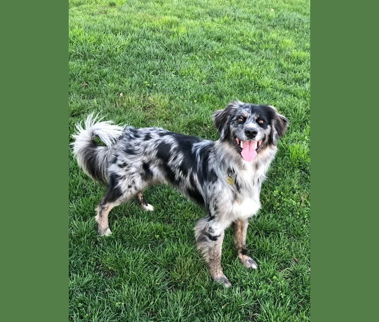 Embark Dog DNA Test Breed