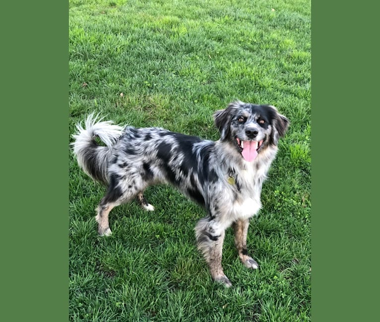 Blue, an Australian Retriever tested with EmbarkVet.com