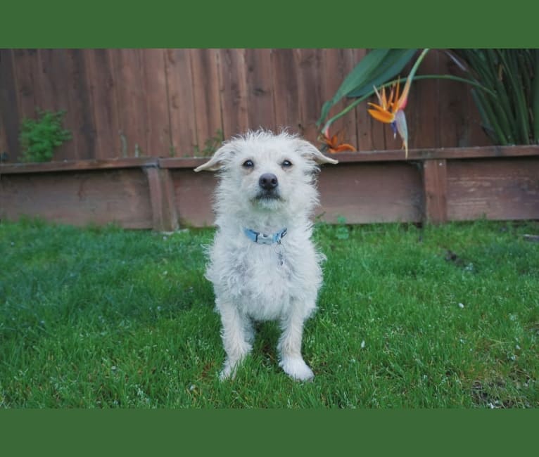Photo of Laka, a Chihuahua, Poodle (Small), and Mixed mix in Stockton, California, USA