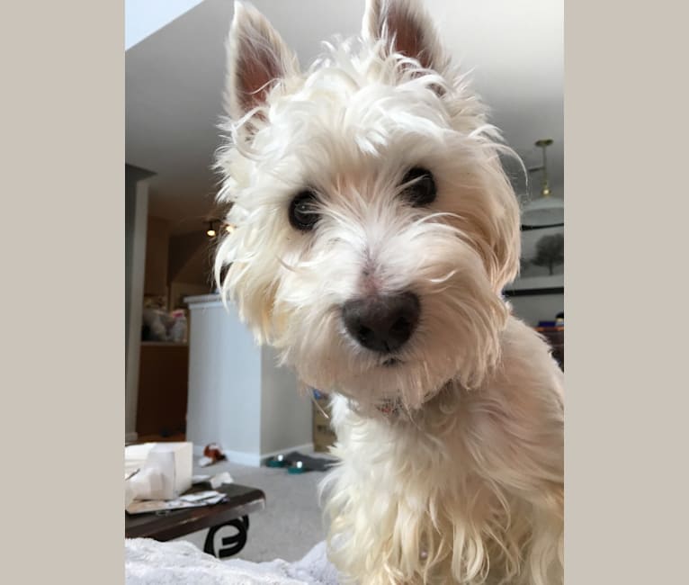 Photo of Dylan, a West Highland White Terrier  in Ellicott City, Maryland, USA