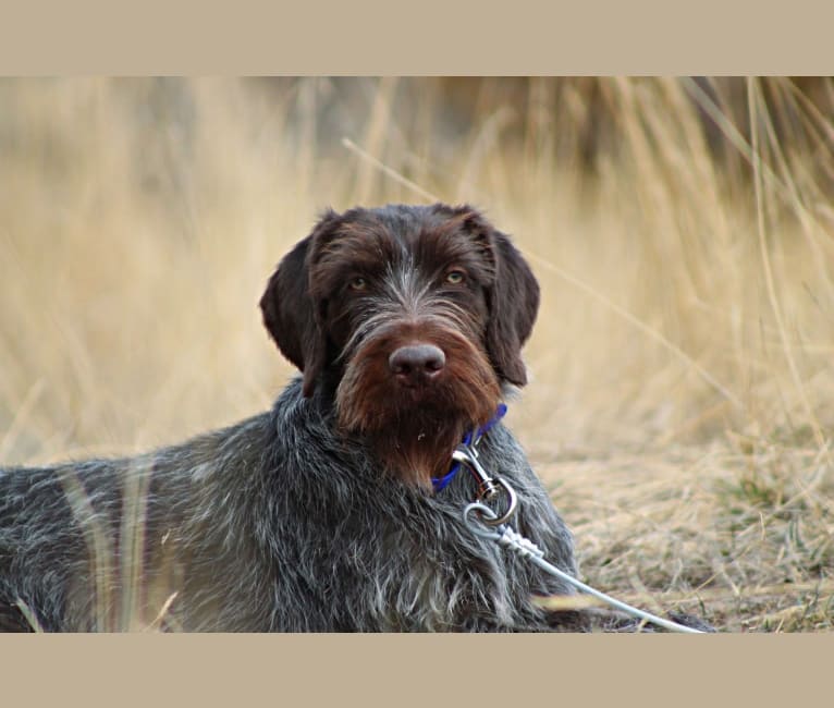 Ember, a German Wirehaired Pointer tested with EmbarkVet.com