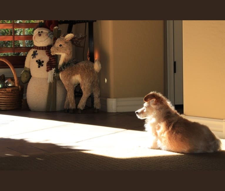 Photo of Brix, a Chihuahua, Poodle (Small), and Miniature Pinscher mix in Gilbert, Arizona, USA