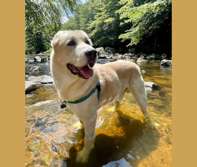Zeus, a West Asian Village Dog tested with EmbarkVet.com