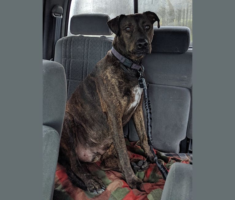 Riley, a Catahoula Leopard Dog and Whippet mix tested with EmbarkVet.com