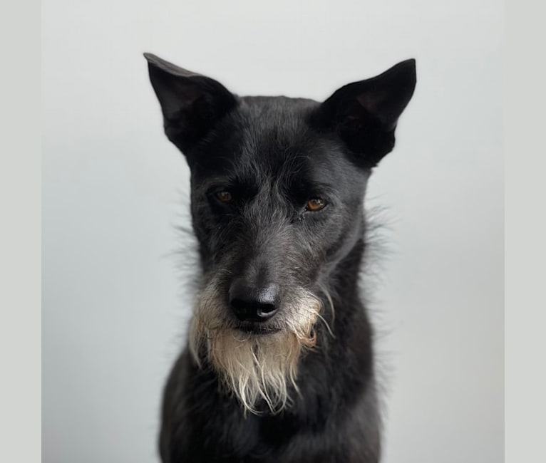 Embark Dog DNA Test - Breed