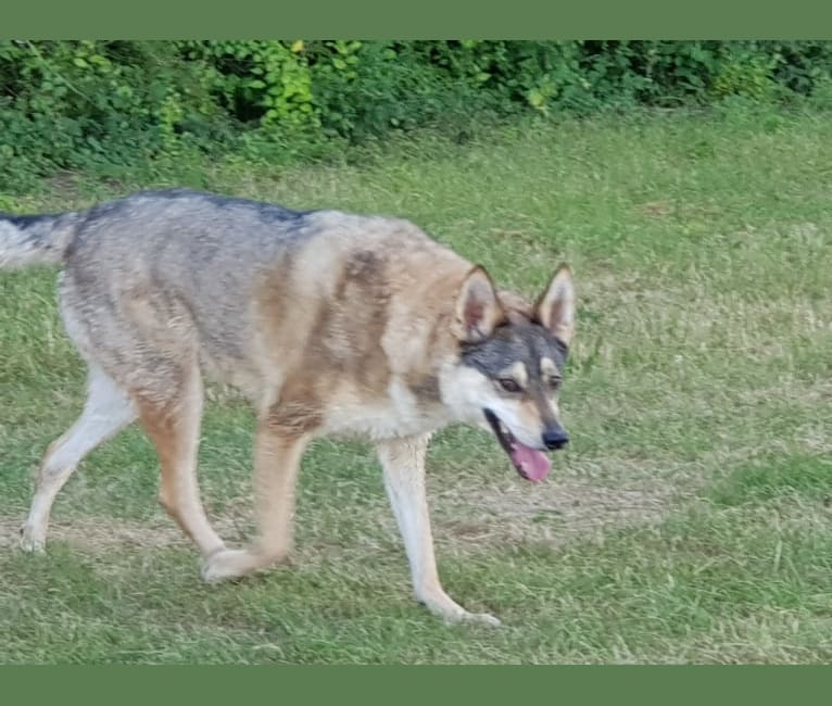 Binky, a Czechoslovakian Vlcak and Alaskan-type Husky mix tested with EmbarkVet.com