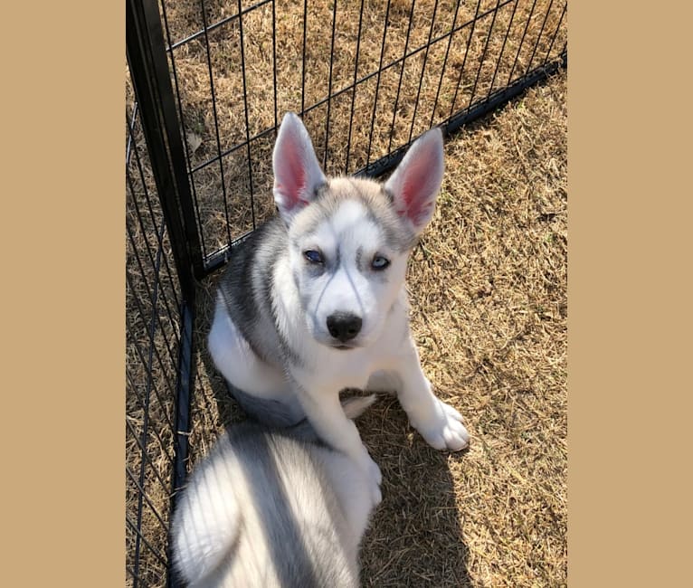 embers northern inuit