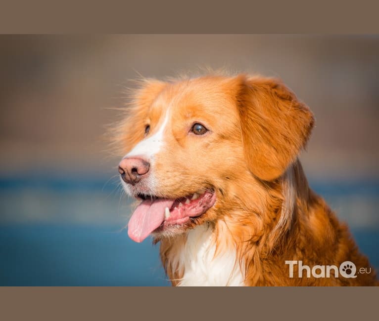 Toby, a Nova Scotia Duck Tolling Retriever tested with EmbarkVet.com