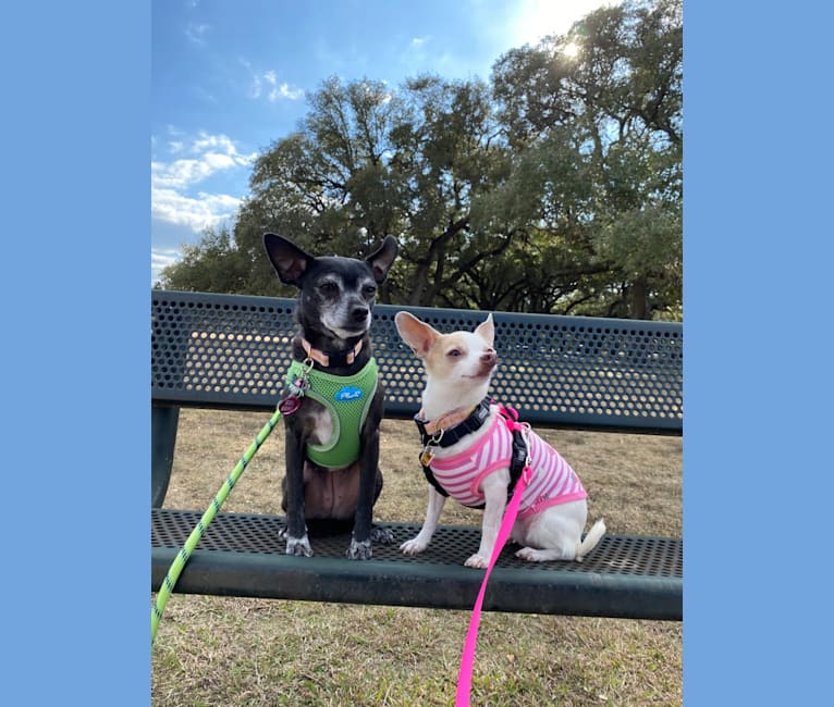 Photo of Penny, a Pug, Poodle (Small), Miniature Schnauzer, and Mixed mix in Leander, Texas, USA