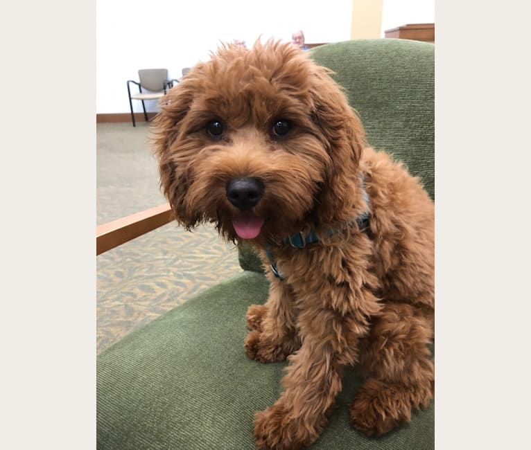 Scout Lee, a Cavapoo tested with EmbarkVet.com