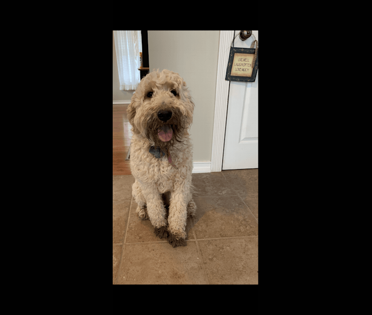 Bailee, a Goldendoodle tested with EmbarkVet.com