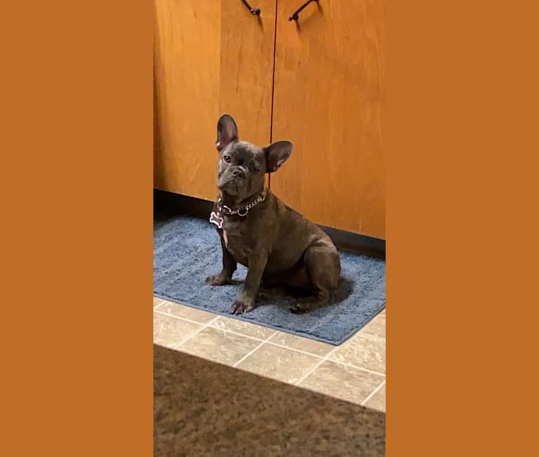 Ellie, a French Bulldog tested with EmbarkVet.com
