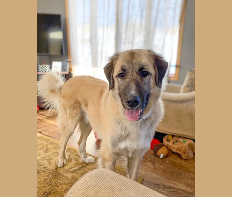 Bruno, an Anatolian Shepherd Dog and Great Pyrenees mix tested with EmbarkVet.com