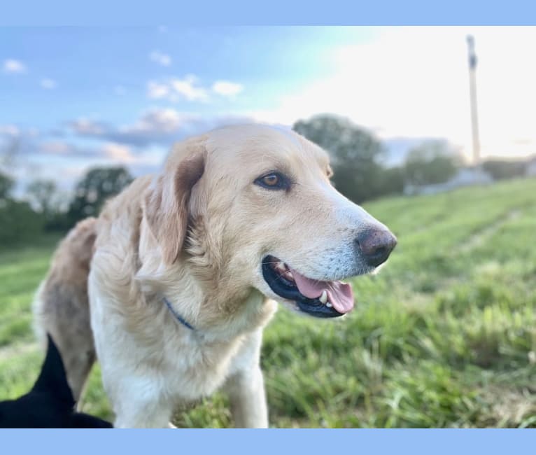 Thor, a Golden Retriever and Brittany mix tested with EmbarkVet.com