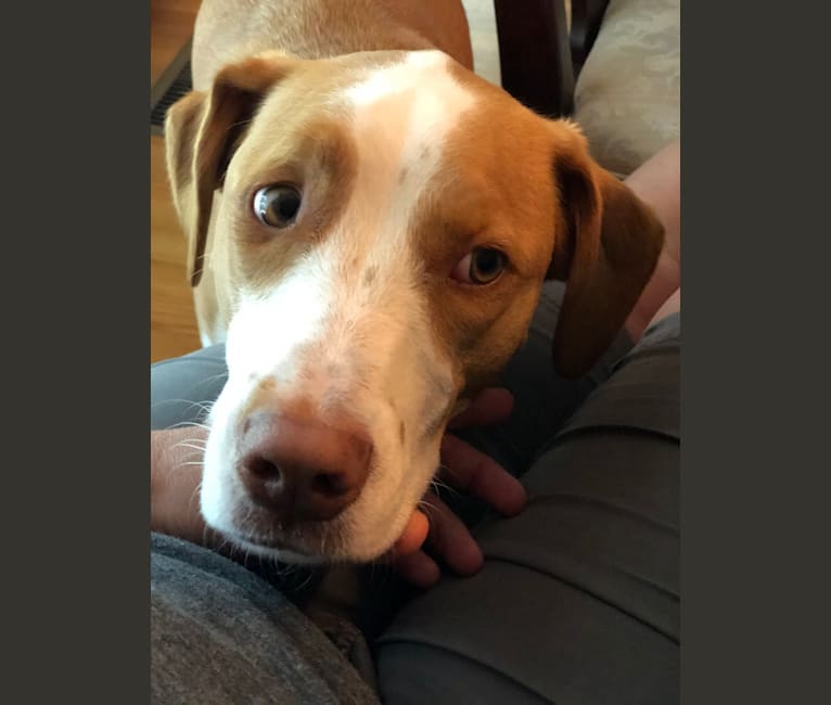 Max, a Labrador Retriever and American Pit Bull Terrier mix tested with EmbarkVet.com