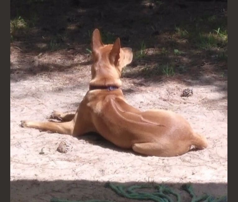 Photo of Chili Dog, a Southeast Asian Village Dog  in Houston, TX, USA