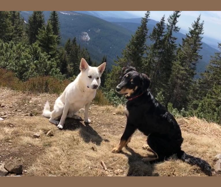 Photo of Cashew, a Border Collie, Labrador Retriever, Golden Retriever, and Bernese Mountain Dog mix in Slovensko