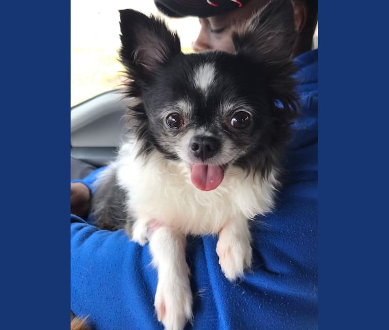 Chihuahua dna test store