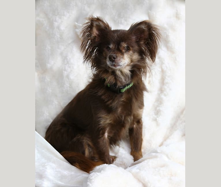 Min pin papillon mix top