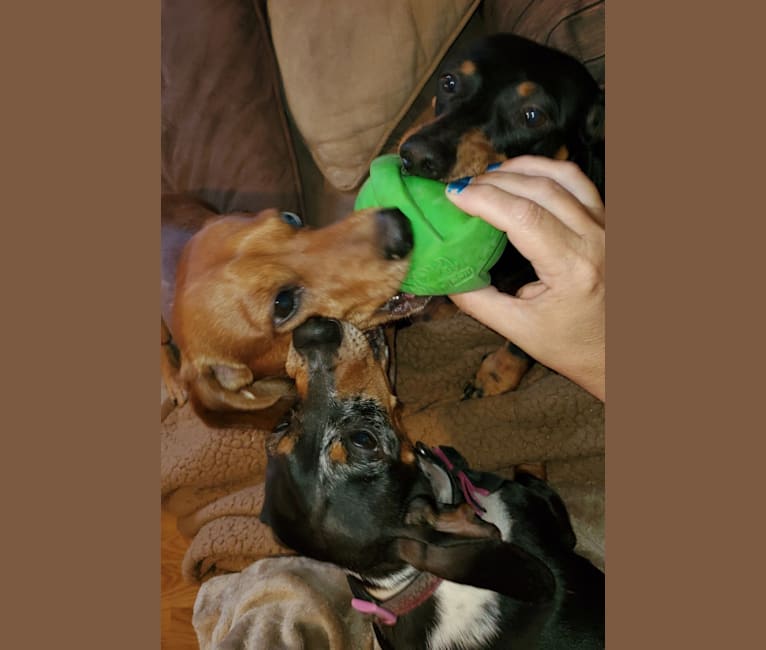 Casey, a Dachshund tested with EmbarkVet.com