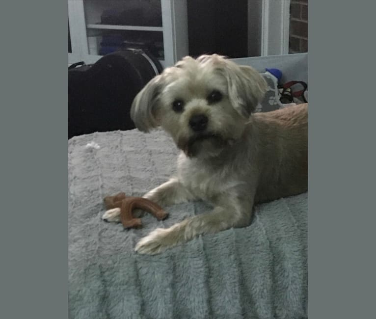 Lucky, a Yorkshire Terrier and Shih Tzu mix tested with EmbarkVet.com