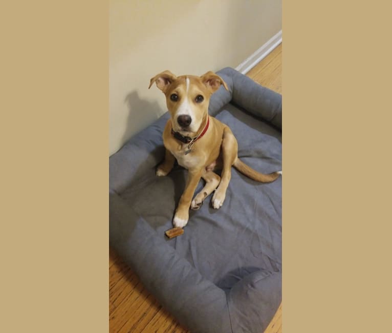 Barley, an American Pit Bull Terrier and Siberian Husky mix tested with EmbarkVet.com