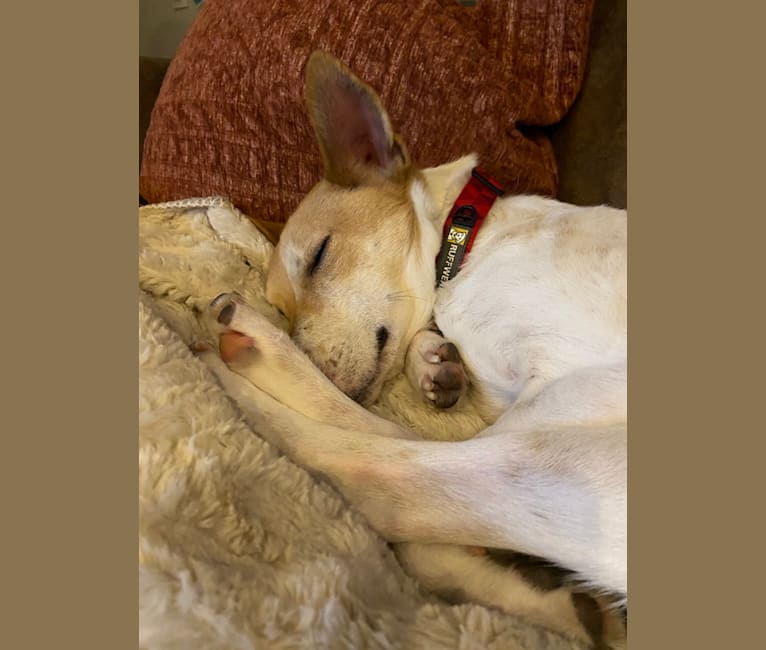Bert, an American Pit Bull Terrier and Norwegian Elkhound mix tested with EmbarkVet.com