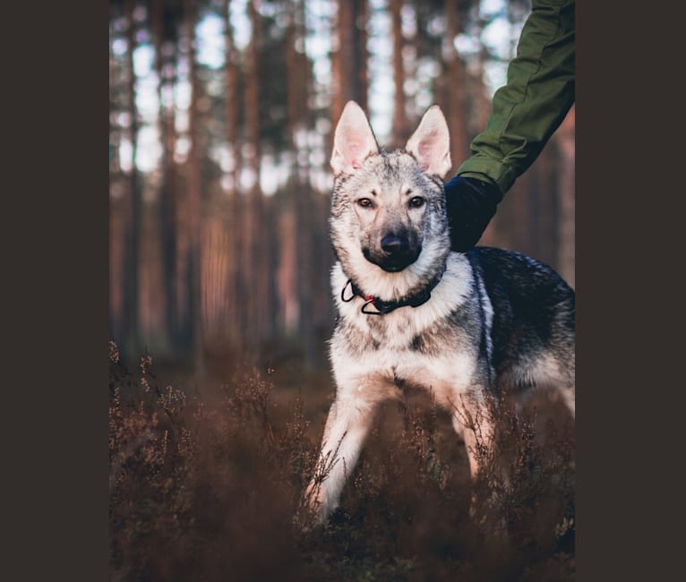 Olav, a Czechoslovakian Vlcak and German Shepherd Dog mix tested with EmbarkVet.com