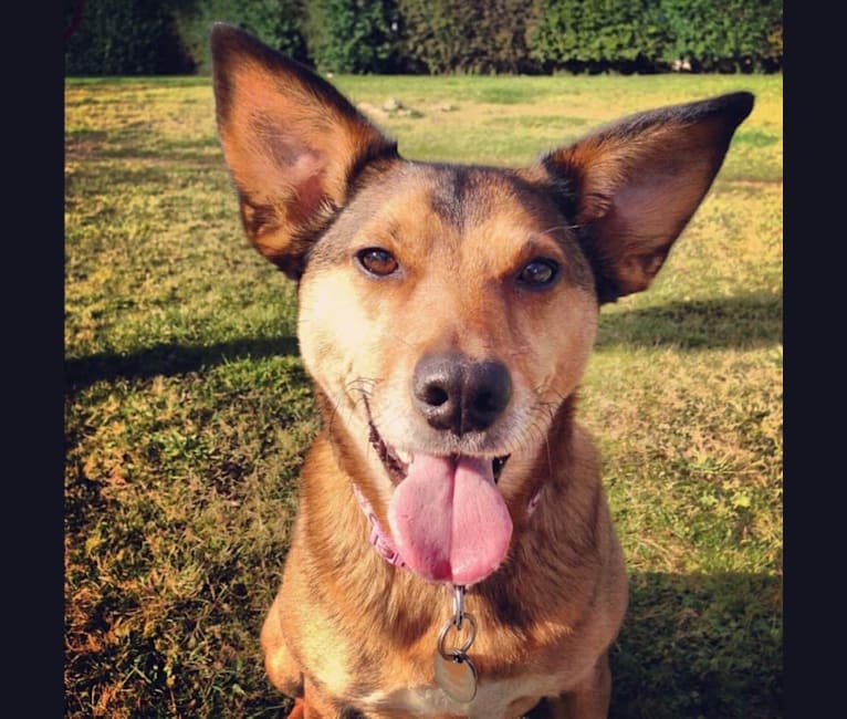 Koda, a Russell-type Terrier and German Shepherd Dog mix tested with EmbarkVet.com