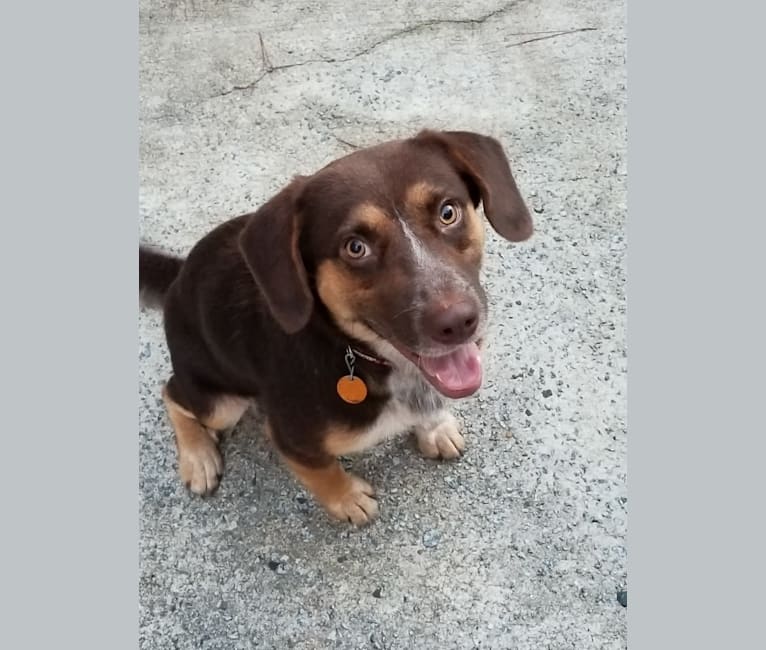Rusty, a Beagle and German Shepherd Dog mix tested with EmbarkVet.com